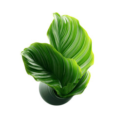 Lush Calathea Orbifolia Houseplant in Dark Green Pot