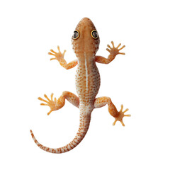 Naklejka premium A close-up of a small gecko with a white stripe down its back, looking at the camera. It has orange spots with brown and white stripes. The lizard's toes have small claws.