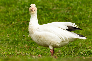 Selective focus view of greater snow goose staring ahead while standing in park in the Cap-Rouge area in the spring, Quebec City, Quebec, Canada