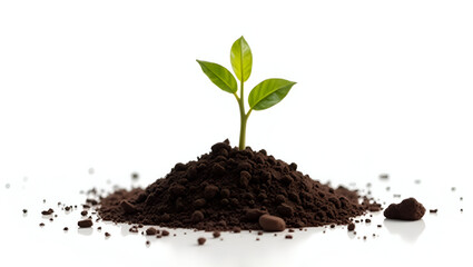 Delicate Young Seedling with Two Tiny Leaves and a Thin Stem Emerging from Rich Soil