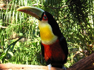toucan in the jungle