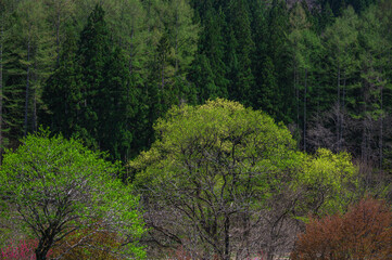 鮮やかな新緑　大出公園