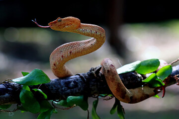 trimeresurus puniceus, pit viper snakes on the branch