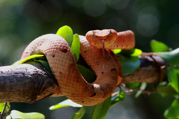 trimeresurus puniceus, pit viper snakes on the branch