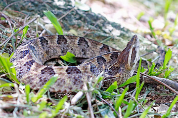 pit viper snakes on the ground