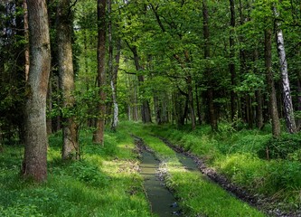 forest road, view of an ordinary green forest