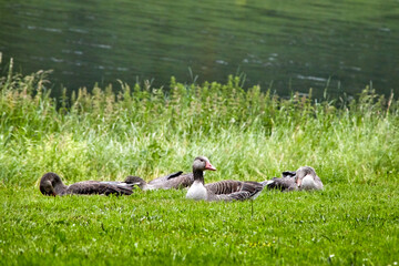 four greylag geese lying in the grass by the lake, Latin name anwer