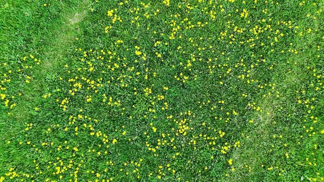 Vue a&eacute;rienne sur un champ de pissenlit dans la campagne