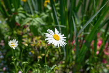 Les jardins de Claude Monet dans le village de Giverny en Normandie 