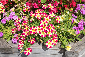wooden planter with red and yellow striped and pink filled petunias