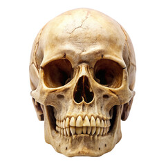 Obraz premium human skull on white background
