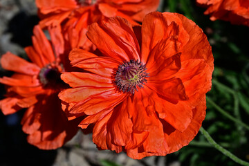 orange red Papaver orientale plena flower. common name May Queen. beautiful large blooming poppy...