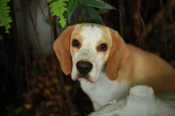Portrait of a cute beagle dog, young brown beagle