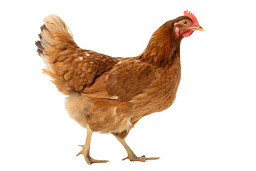 Full body of brown chicken hen standing isolated on Transparent background