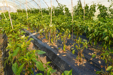 Problem of whitefly effect on leaves and branches of vegetables plants in field inside greenhouses,...