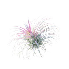 Delicate Pink and White Tillandsia Air Plant Isolated on Green Transparent background