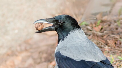 black winged blackbird