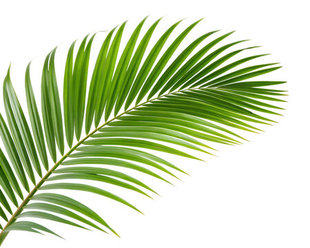 A leafy green palm tree leaf isolated on transparent background.