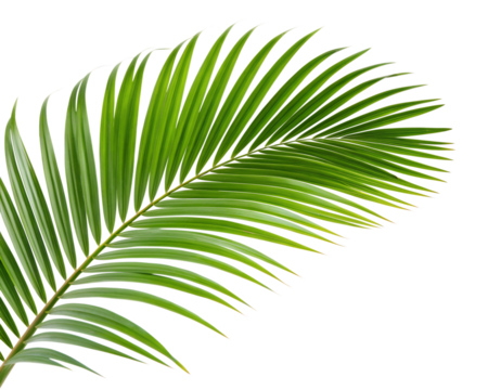 A leafy green palm tree leaf isolated on transparent background.