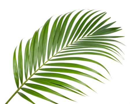 A leafy green palm tree leaf isolated on transparent background.