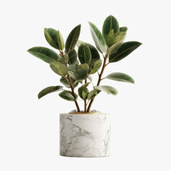Elegant Ficus Elastica Plant in Marble Pot - Modern Interior Decor