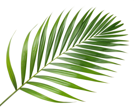 A leafy green palm tree leaf isolated on transparent background.