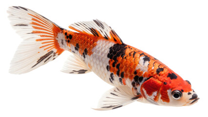 Colorful koi fish with bold orange, black, and white pattern, isolated on transparency background, elegant aquatic pet, peaceful expression