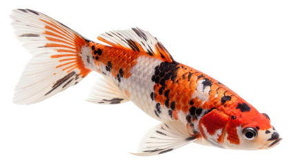Colorful koi fish with bold orange, black, and white pattern, isolated on transparency background, elegant aquatic pet, peaceful expression