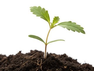 Young seedling growing on the ground isolated on white background.