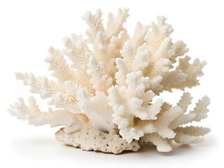 Naklejka premium White Coral isolated on white background.