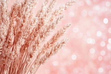 Fototapeta premium Serene close-up of wheat sheaves against a soft pink background a decorative natural image