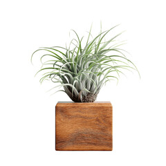 Air Plant in a Modern Wooden Cube Planter