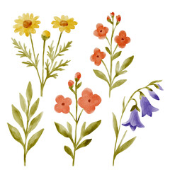 Watercolor wildflower set with daisies, forget-me-nots, cornflowers, poppies, bellflowers, and clover in botanical illustration
