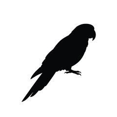 parrot silhouette vector, parrot bird icon clip art 