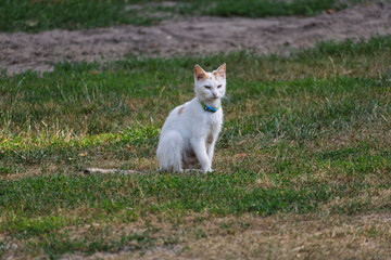 A white cat with a blue collar is sitting in the grass