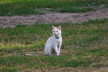 A white cat with a blue collar is sitting in the grass