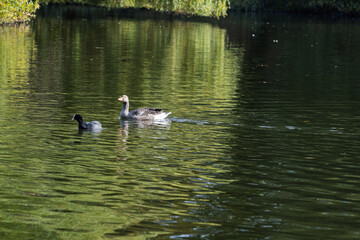 A duck and a duckling are swimming in a pond