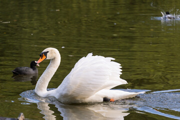 A swan is swimming in a pond with a duck nearby