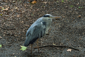 A grey bird with a black beak stands on the ground
