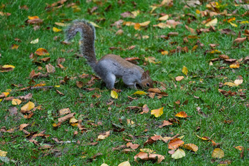 A squirrel is walking through a field of leaves