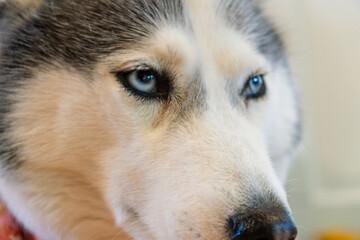 A dog with a blue eye is looking at the camera