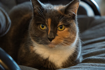 A cat with a black, gray, and orange face is sitting on a chair