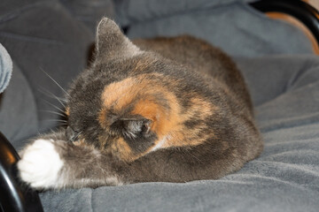 A cat is laying on a chair with its head down