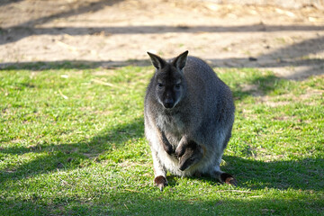 The doe and little joey in a pouch on a green sunny lawn