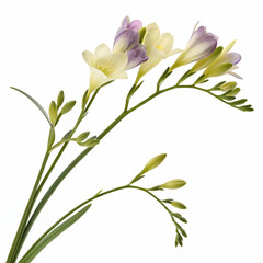 Fototapeta premium Freesia 3D rendered flower delicately isolated on a white background with vibrant colors and intricate details 