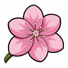 cherry blossom flower vector illustration