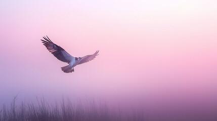 Obraz premium Osprey in Misty Dawn