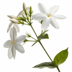Fototapeta premium Jasmine 3D rendered flower perfectly isolated on a white background with soft white petals and intricate details 