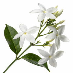 Obraz premium Jasmine 3D rendered flower perfectly isolated on a white background with soft white petals and intricate details 