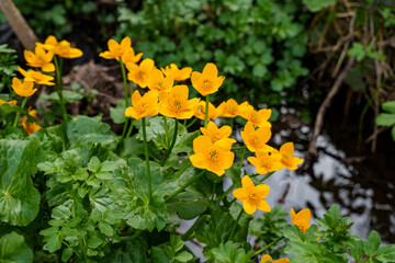 Bright yellow flowering marsh marigolds (Caltha palustris) in a natural setting near a stream